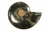 Cut & Polished Ammonite Fossil (Half) - Unusual Black Color #296305-1